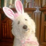 Democrats think this is a bunny