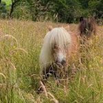 Shetlands