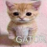 gator