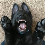 Vicious puppy