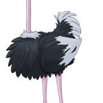 ostrich