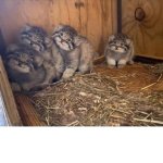 Pallas kittens
