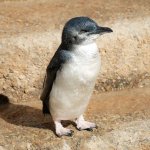 Grumpy little penguin