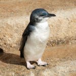 Grumpy Little Penguin