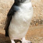 grumpy penguin