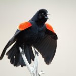 Blackbird