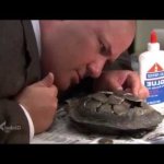Kevin Turtle