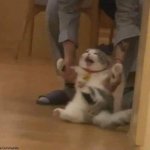 cat being dragged