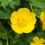 Buttercup