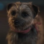 Reggie(Strays)