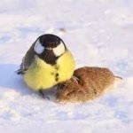 Blue tit vs mouse