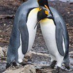 animal pair
