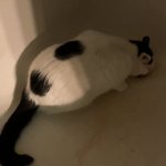 Cat GIF Template