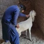 muslim's and goats