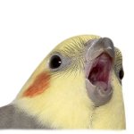 Cockatiel master