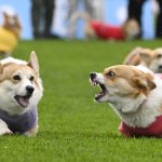 Angry corgi