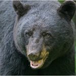 Bear threatens Children, Man shoots Bear