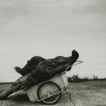 Godzilla Died