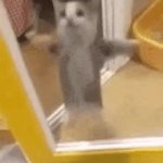 happi cat GIF Template