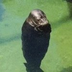 Spinning seal GIF Template