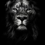 The lion