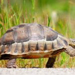 Slow turtle