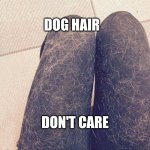 Don't care | DOG HAIR; DON'T CARE | image tagged in dog hair | made w/ Imgflip meme maker