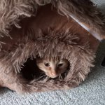 Pumpkin Cat In Her House
