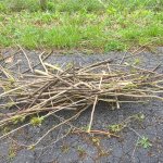 Sticks