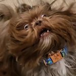 Funny dog