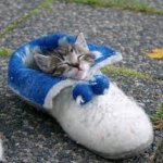kitten sleeps in shoe