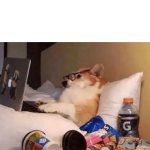 dog on the computer