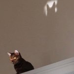 Bat Cat template