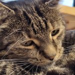 sad cat