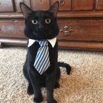 cat with tie