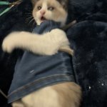Big butt cat