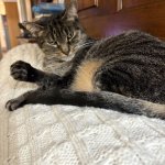 Angry Cat Daisy