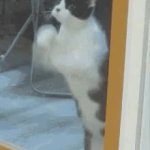Cat scratching at a window GIF Template