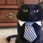 Business Cat