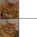 Scrungy Cat