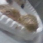 Baby quail