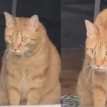 Surprised orange cat