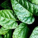 Laurel Leaves template