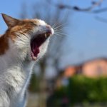 Yelling cat