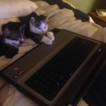 Kittens Laptop