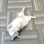 Funny cat