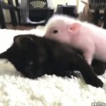 cat/pig GIF Template