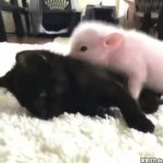 cat and pig GIF Template