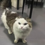 GRUMPY CAT