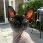 confused cat template